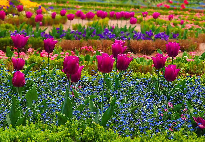 dream, nature, flowers, tulips, spring, park HD wallpaper