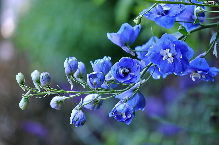 larkspur, Blue, Flowers - Flowers : HD wallpaper