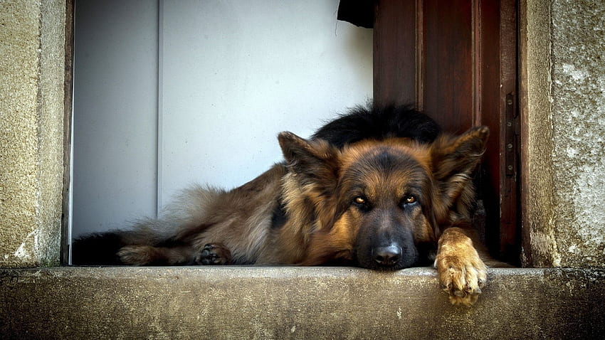 german shepherd, dog, lying, waiting Full Background HD wallpaper
