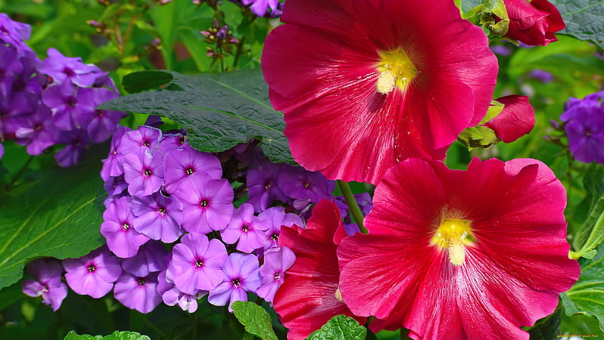 Colorful flowers, freshness, garden, flowers, spring, petunia, colorful, beautiful, fragrance, summer, mix, scent HD wallpaper