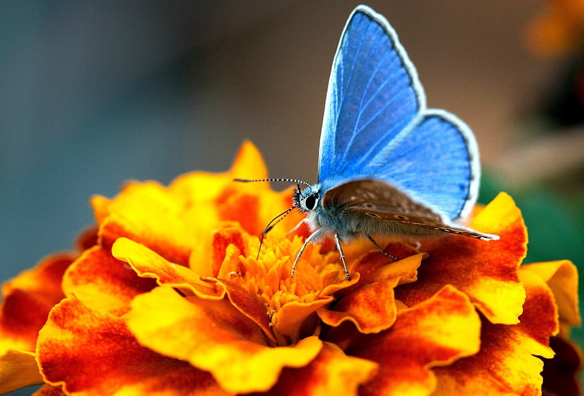 Patterns, Flower, Macro, Butterfly HD wallpaper