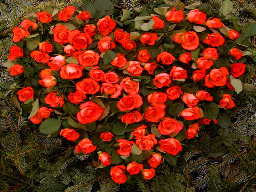 หัวใจบาน ใบไม้ กุหลาบ ความรัก สีแดง รูปหัวใจ ดอกไม้ วอลล์เปเปอร์ HD