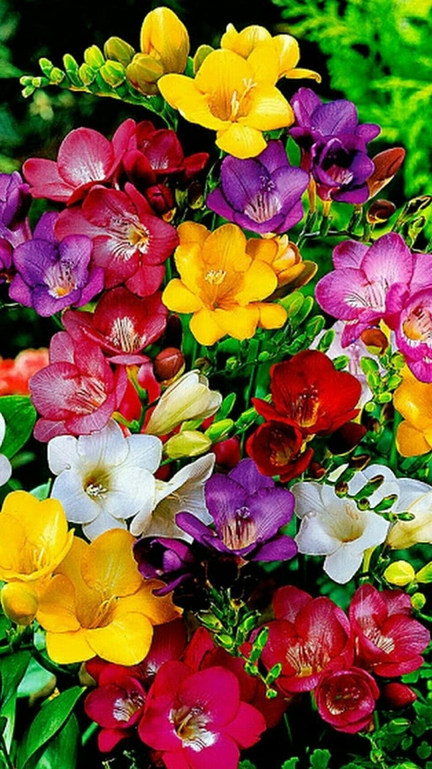 Flores hermosas, flores, flores adorables fondo de pantalla del teléfono