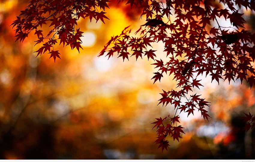 jesienne liście, grafika jesienna Tapeta HD