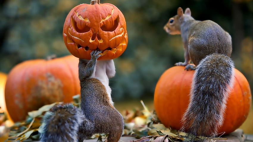 Funny Squirrel with Halloween Pumpkin Face Mask , Cute Puppy Halloween HD wallpaper