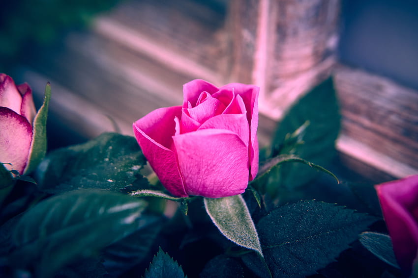 Rose rosa, cornice, rosa, rose, gemma, finestra, fiori Sfondo HD