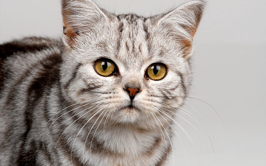 Hewan, Kucing, Kucing, Anak Kucing, Moncong, Belang, Penglihatan, Pendapat, Bagus, Sayang Wallpaper HD