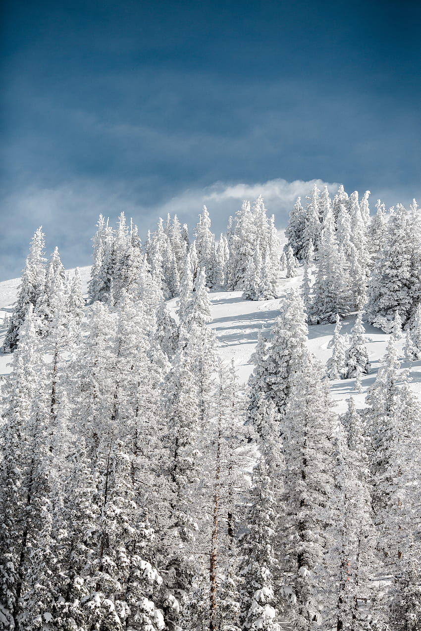 koyu mavi skywinter çamlarının altında kışlık bir yamaçta beyaz çam ağaçları HD telefon duvar kağıdı