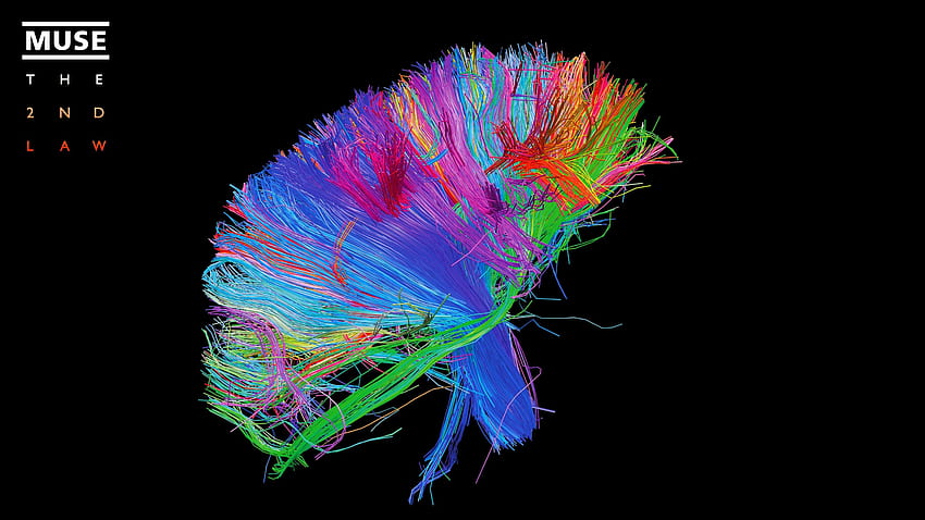Blue and multicolored textile, brain, neurons, Muse HD wallpaper