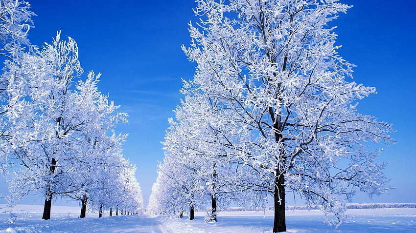 冬の雪景色の背景 高画質の壁紙