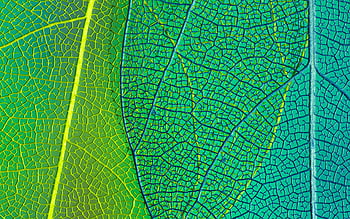 Green leaves texture macro HD wallpapers | Pxfuel