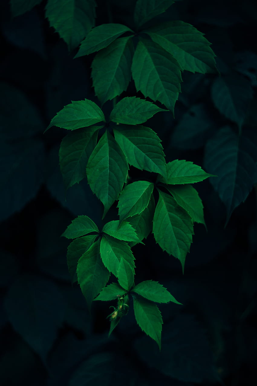 natura, liście, gałęzie, ciemne tło Tapeta na telefon HD