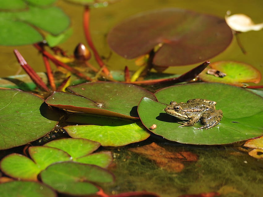 Frog on Lily Pad, leaves, amphibian, nature, water, pond HD wallpaper