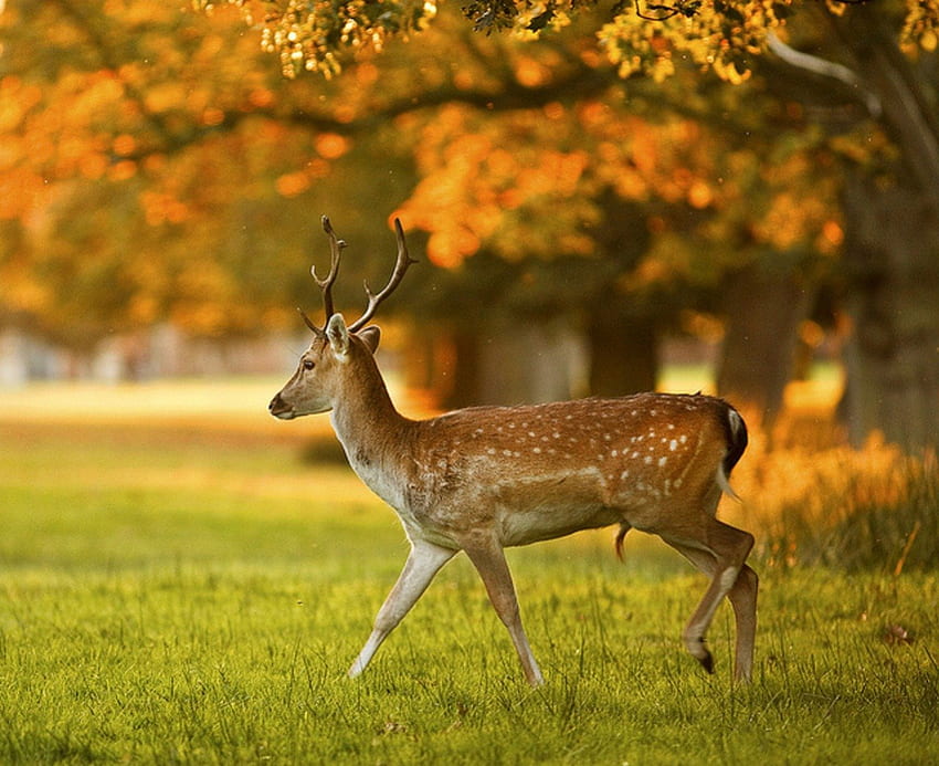 Deer stag in autumn evening light, cerbul, tanar, seara, toamna HD wallpaper