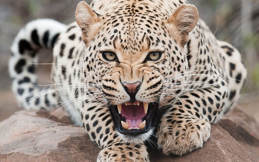 สัตว์ เสือดาว ความก้าวร้าว ยิ้ม ปากกระบอกปืน วอลล์เปเปอร์ HD