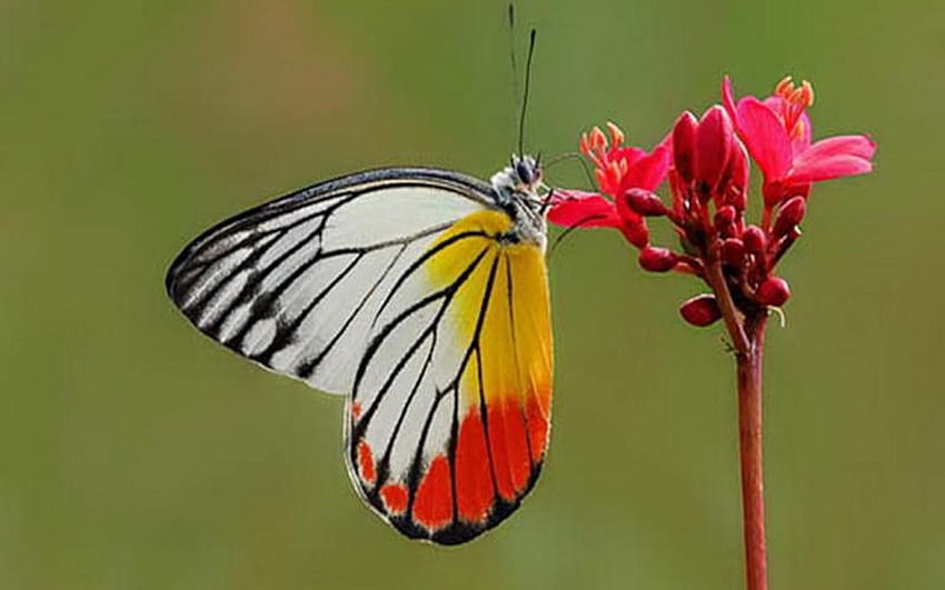 Рисувана пеперуда Езабел HD тапет