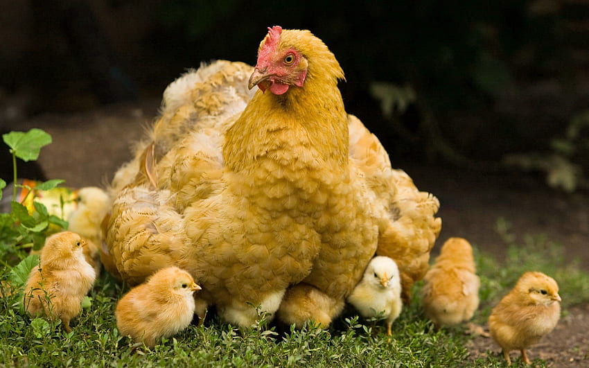 สัตว์, นก, ลูกไก่, หนุ่มสาว, เดินเล่น, ลูก, ไก่ วอลล์เปเปอร์ HD