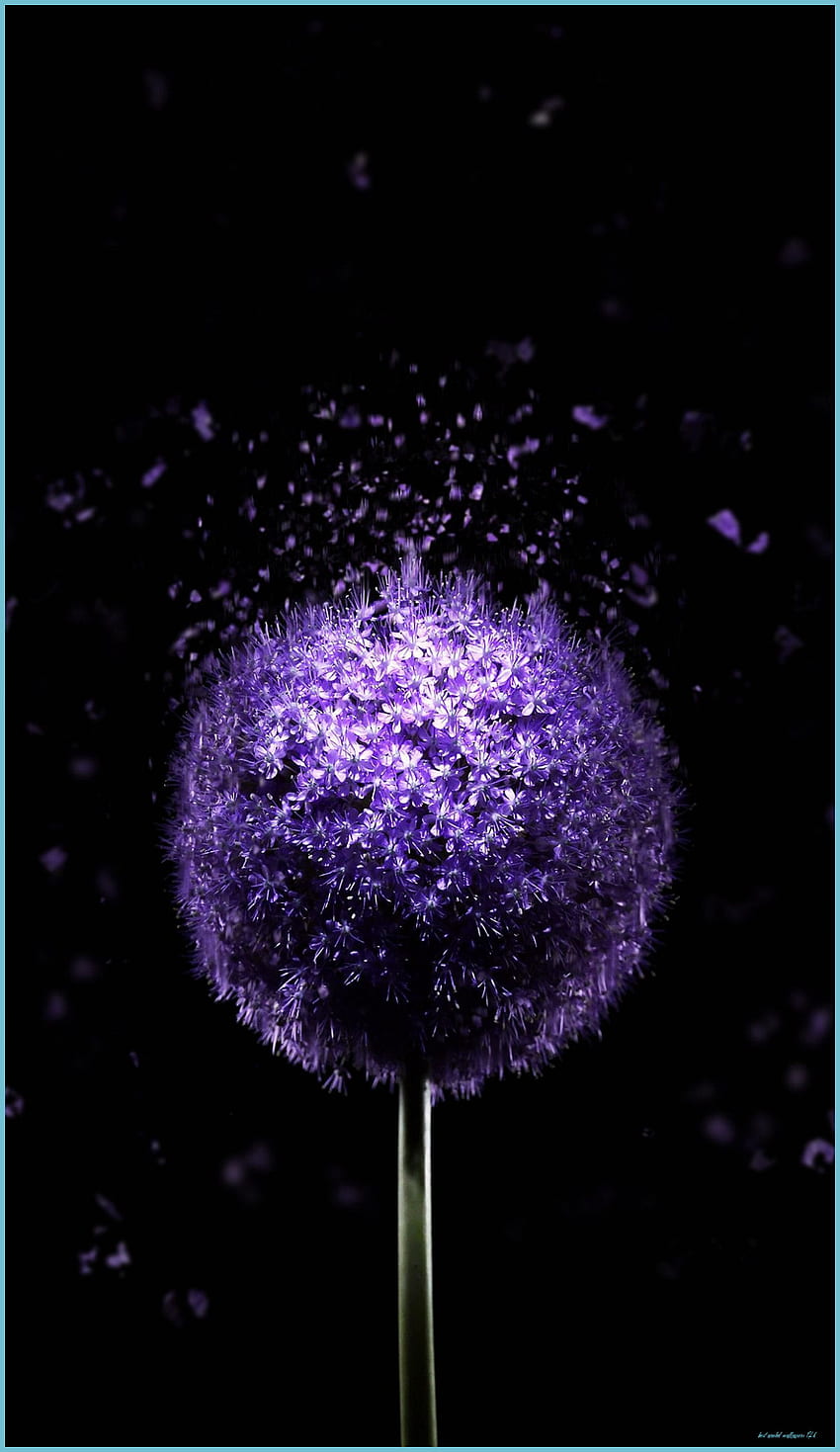 Violette Blume 7K AMOLED Lila Blumen - Bestes AMOLED, erstaunliches AMOLED HD-Handy-Hintergrundbild