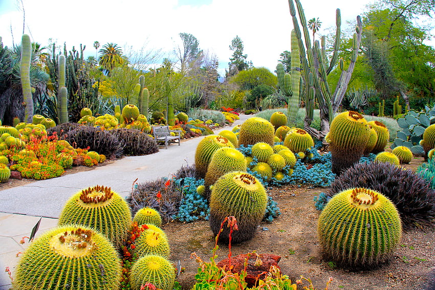 Alam, Kaktus, Amerika Serikat, Amerika Serikat, Taman, California, Kebun Raya, Kebun Raya, San Marino Wallpaper HD