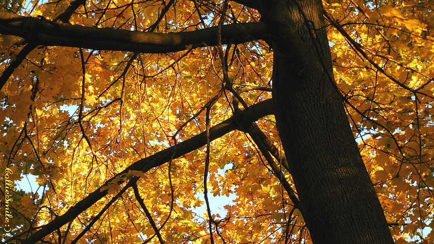 A Golden Leafed Tree Hug : ), golden yellow, leafed, Autumn, tree, leaves, Fa11, limbs, branches, trees, leaf, Norway maple HD wallpaper
