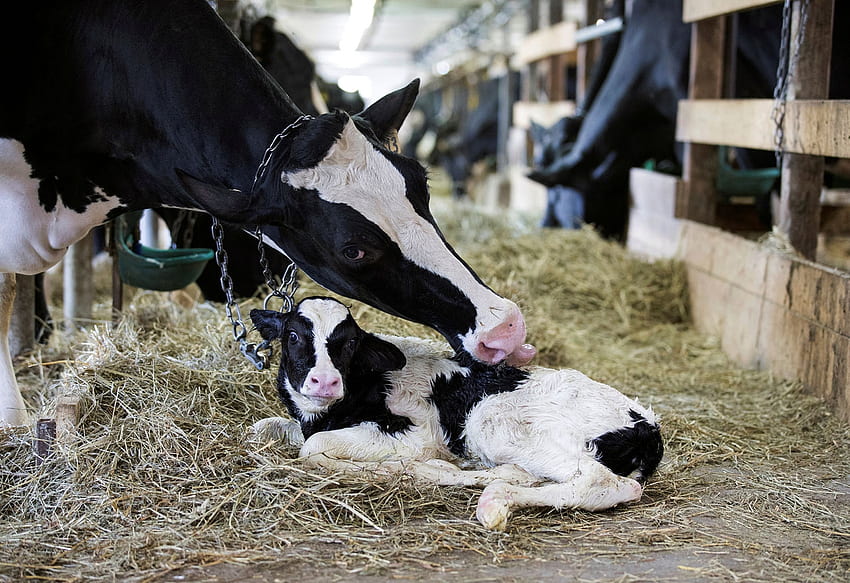 Eine Kuh putzt ihr neugeborenes Kalb, Quebec, 30. August 2018, Bauernhof, Kuh, Kanada, Milchkuh, Kalb HD-Hintergrundbild