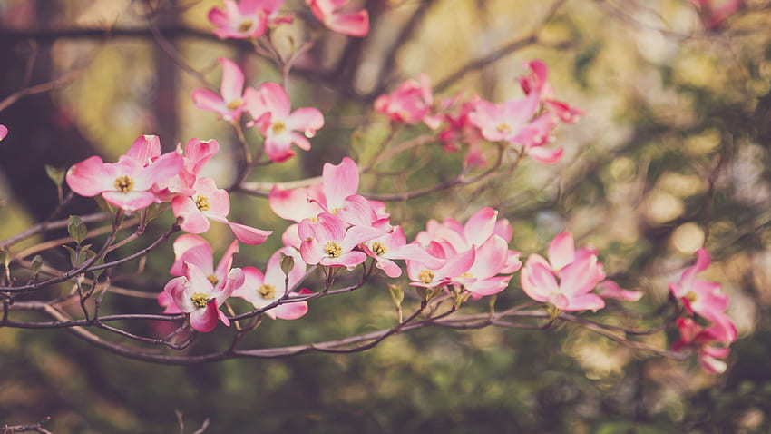 Pink Dogwood Flowers Petals Tree Branches Blur Background Flowers HD wallpaper