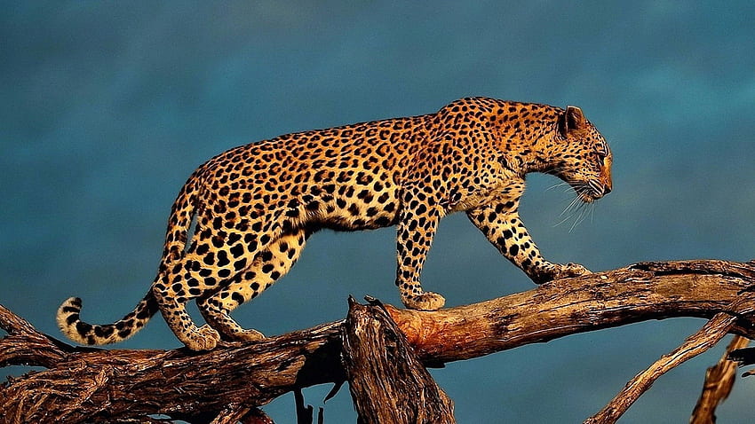 Animal Leopard on Tree Branch . Famous HD wallpaper | Pxfuel