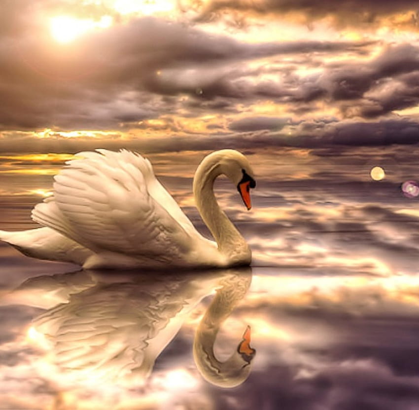 Beautiful Swan, Lake, Swan, Sunrise, pretty HD wallpaper