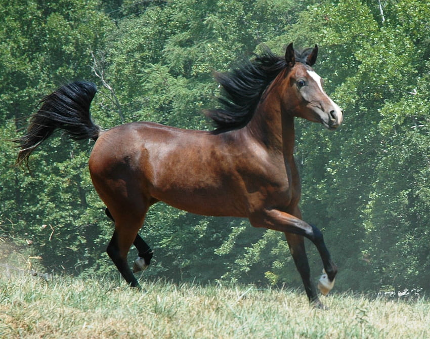 誇り高いエジプトの牝馬、牝馬、馬、走る、黒い尾、茂み、頭、たてがみ、茶色、緑、足 高画質の壁紙