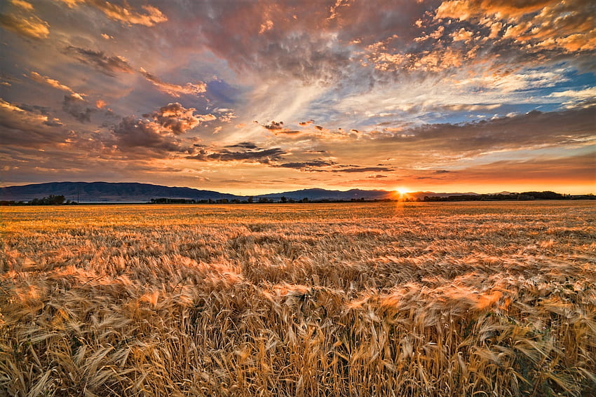 Sunset barley field, sky, barley, field, sunset HD wallpaper