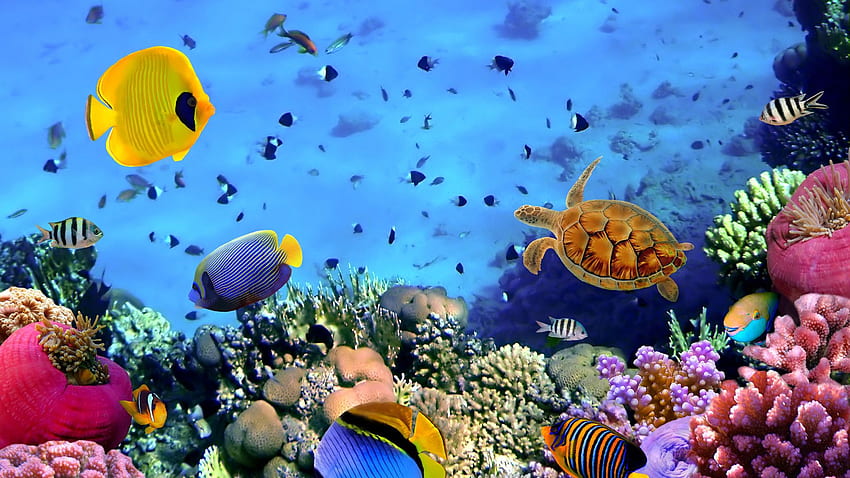 Coral Reef Live Real Coral Reef Hd Wallpaper Pxfuel