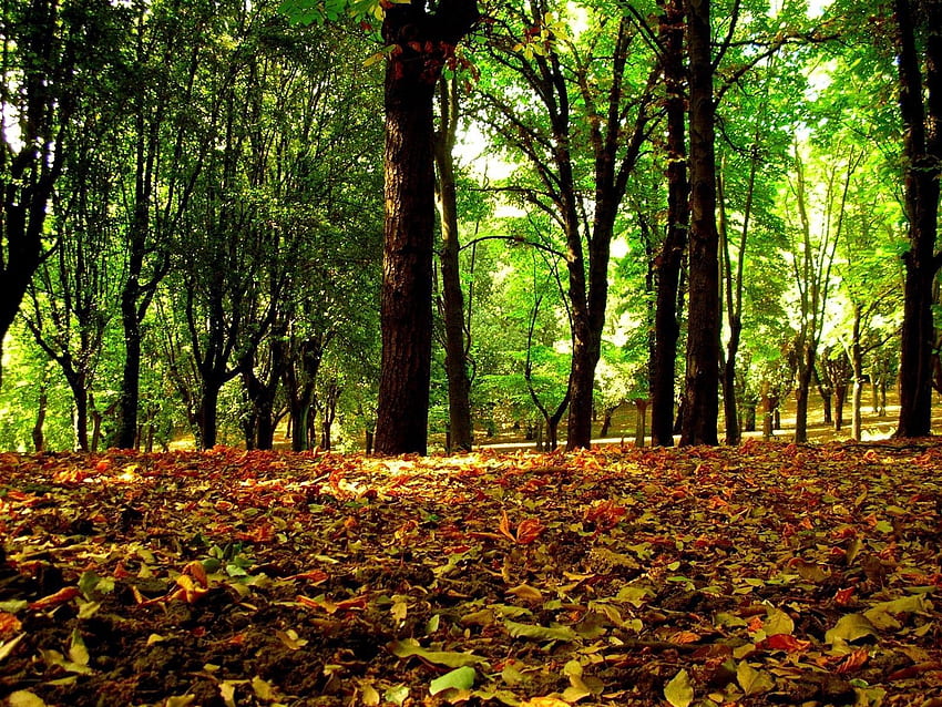 Nature, Trees, Leaves, Forest, Crown, Crowns HD wallpaper