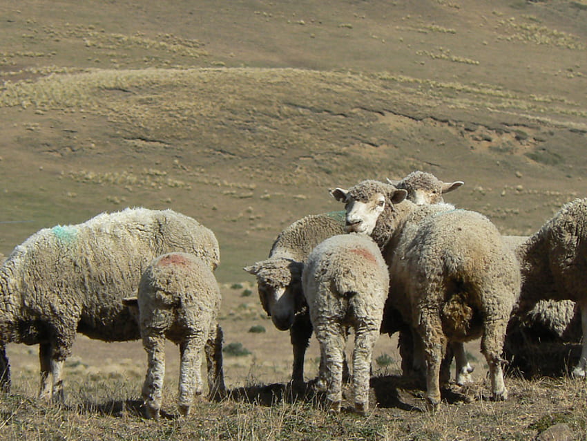 Lambs, animal, field, farm, grass, lamb HD wallpaper