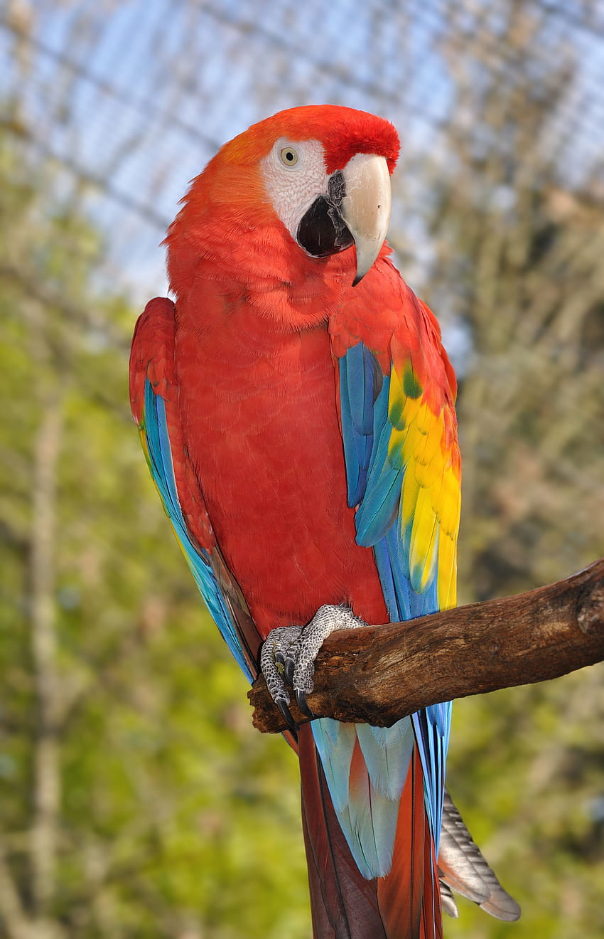 Parrot, Guacamaya HD phone wallpaper
