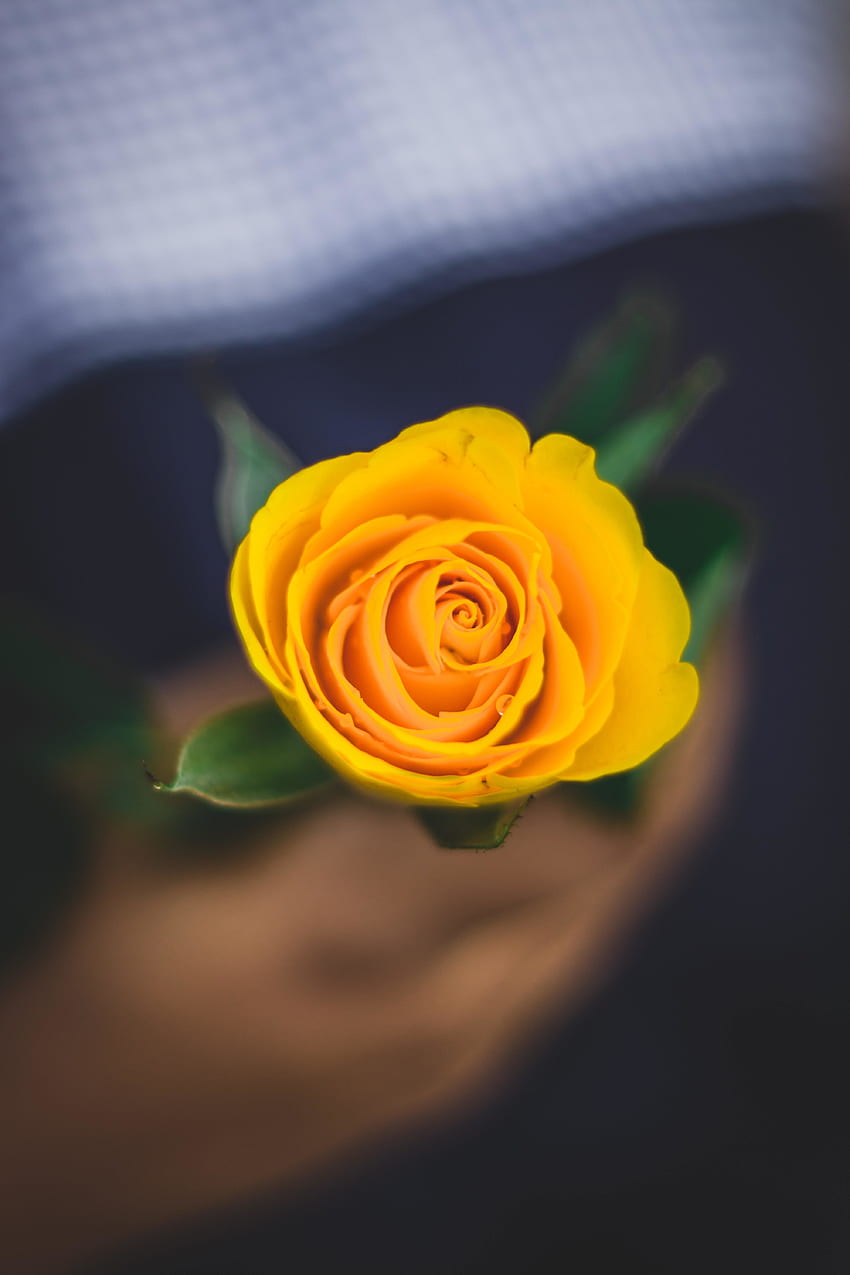 Yellow rose, portrait HD phone wallpaper