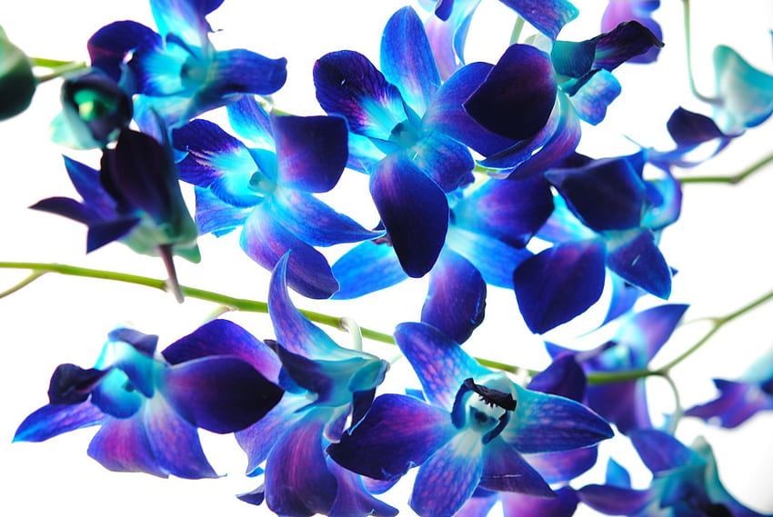 Dendrobium Orchid . Orchid, Blue Orchid HD wallpaper