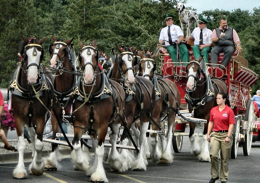 Budwiser Clydesdales 1, animal, horse, graphy, Budwiser, hitch, team, wide screen, Clydesdales, equine HD wallpaper