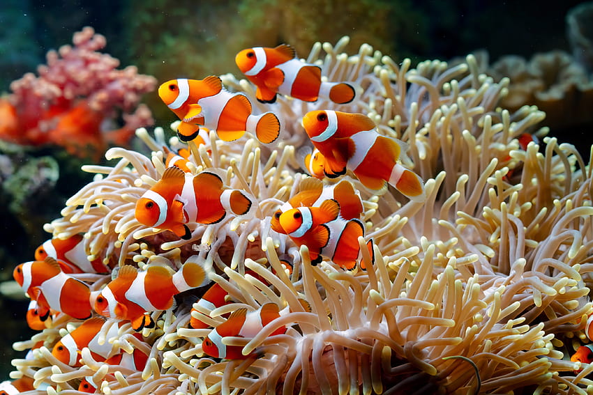 Clownfish, sea, coral, nature HD wallpaper
