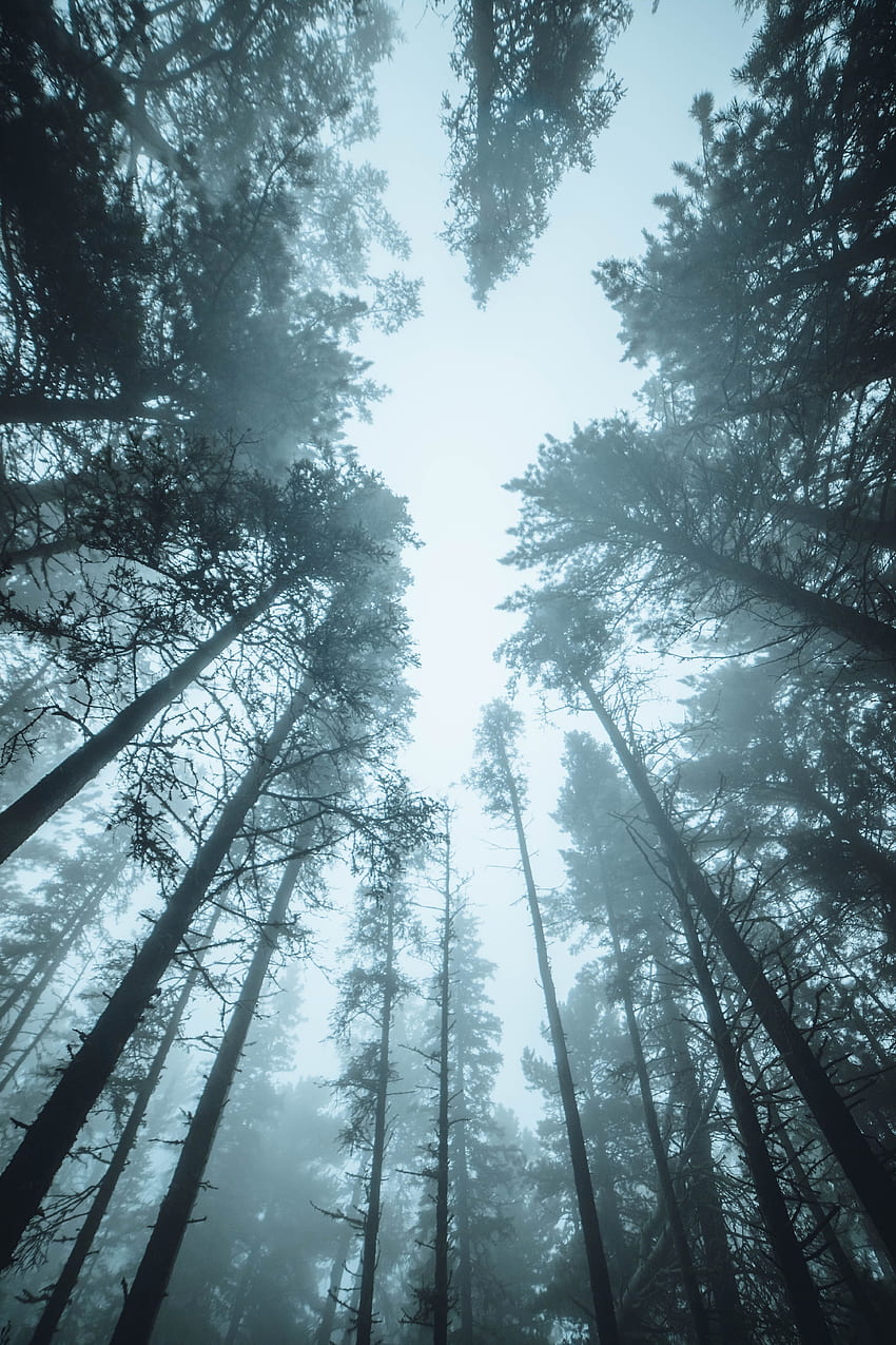 natureza, árvores, pinho, topo, floresta, nevoeiro, tops Papel de parede de celular HD