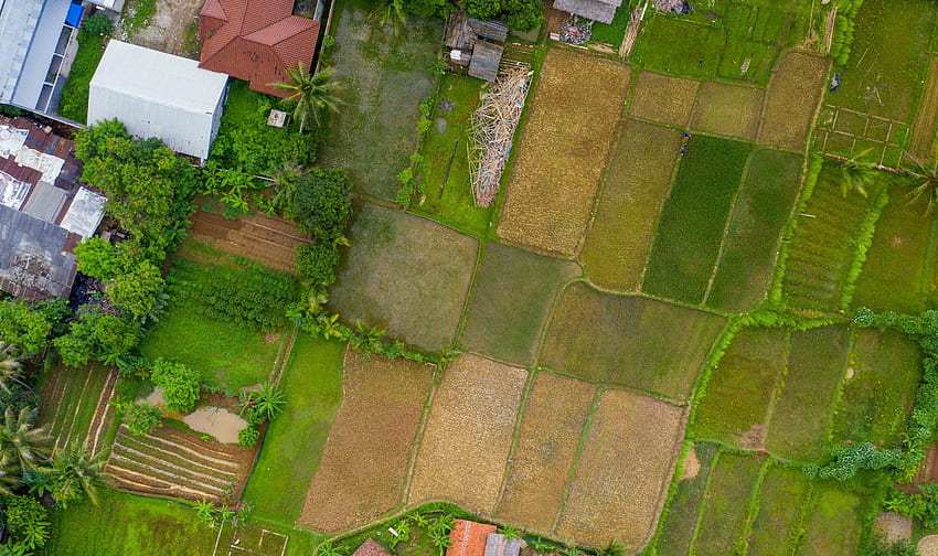 Indonesia, villaggio, agricoltura, terreno coltivato, vista dall'alto, rurale, terreno agricolo Sfondo HD