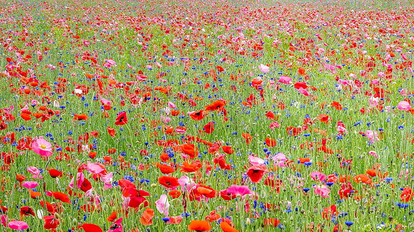 campos flor amapolas acianos muchos, campo de flores fondo de pantalla