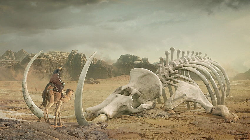 White dinosaur skull, digital art, desert, skeleton HD wallpaper
