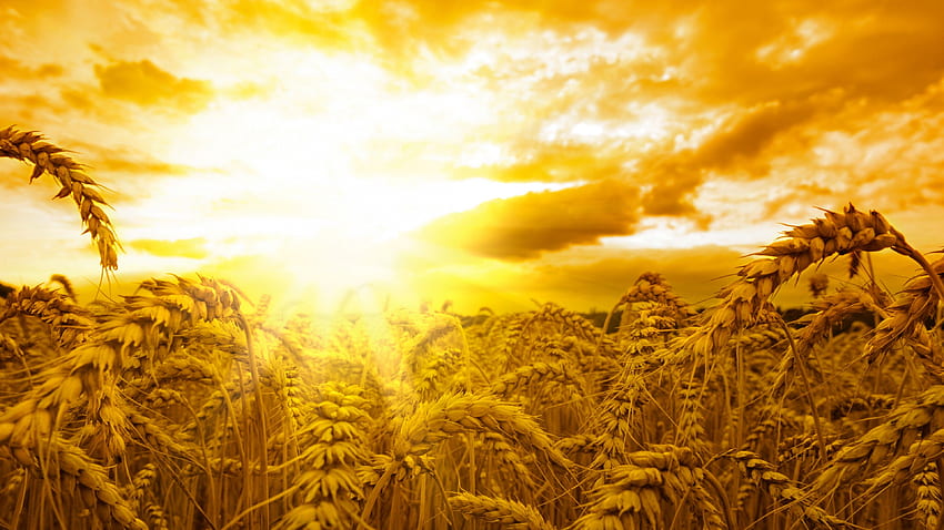 Ears, , , wheat, sun, sky, yellow, Nature HD wallpaper