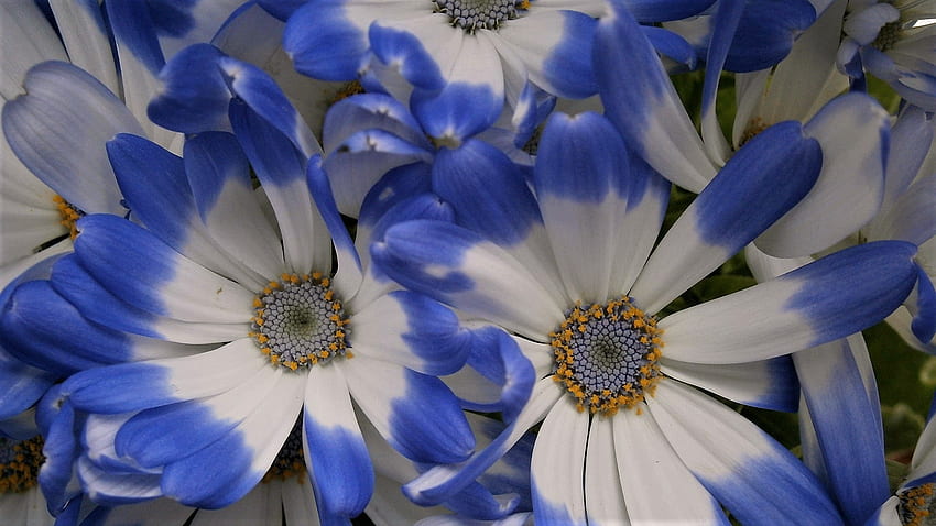 Jolies fleurs, blanches, fleurs, blanches et bleues, corolle, bleues Fond d'écran HD