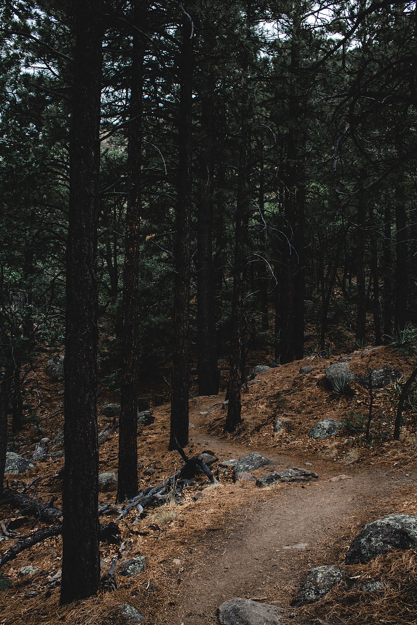Nature, Trees, Stones, Forest, Path, Slope, Trail HD phone wallpaper