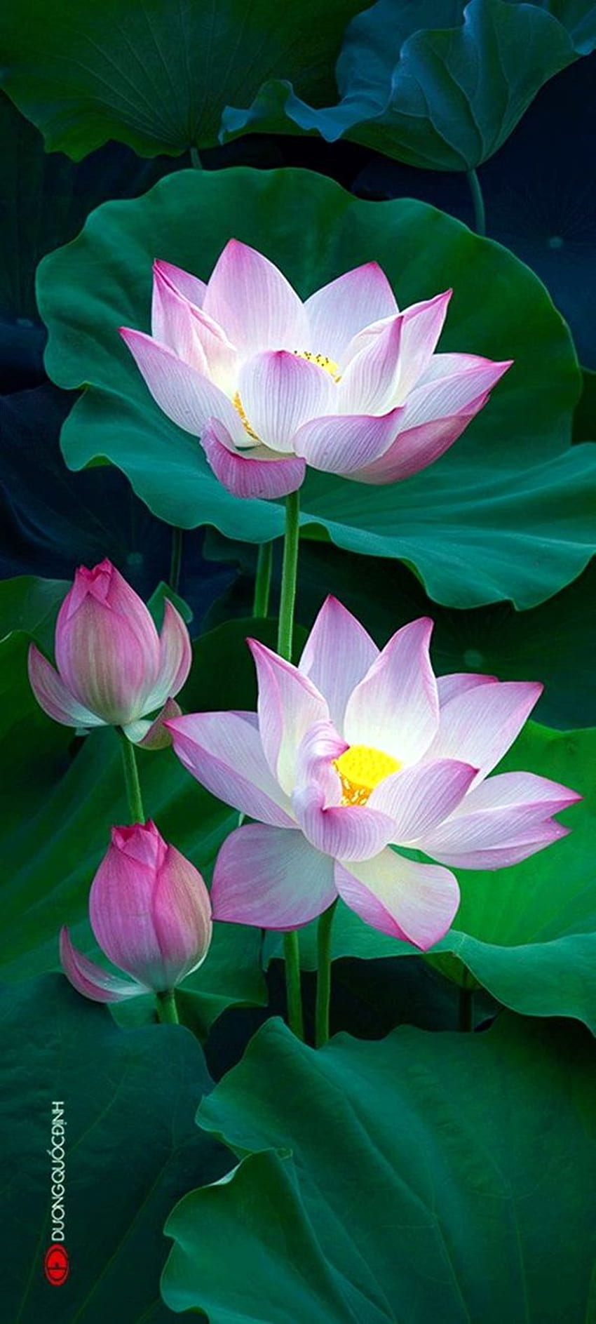Idee per i fiori di loto. fiore , fiore di loto , bellissimi fiori, fiore di loto arte Sfondo del telefono HD