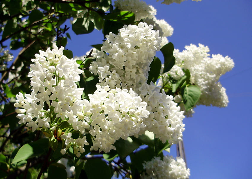 Weißer Flieder, Flieder, weiß, Blume HD-Hintergrundbild