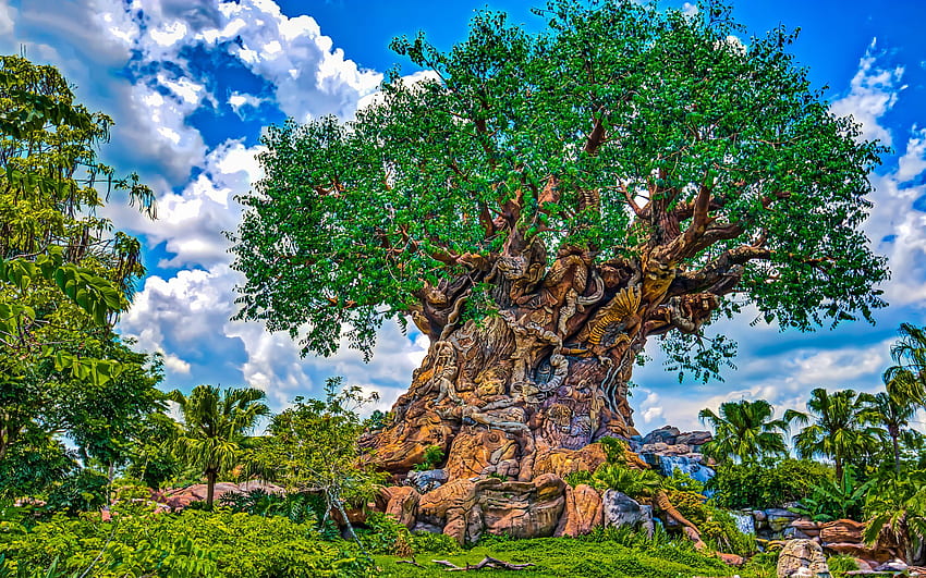 Tree Of Life, Park, Disneys Animal Kingdom, r, Usa HD wallpaper