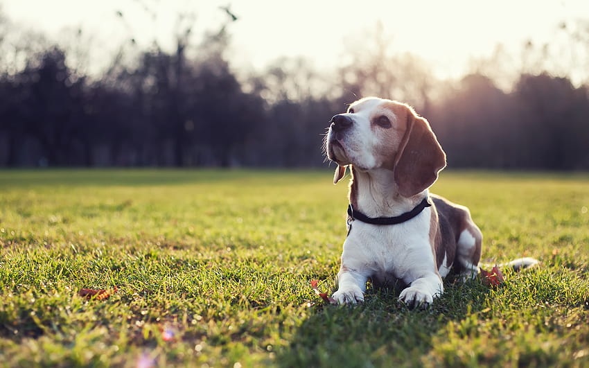 Beagle, Funny Beagle HD wallpaper | Pxfuel