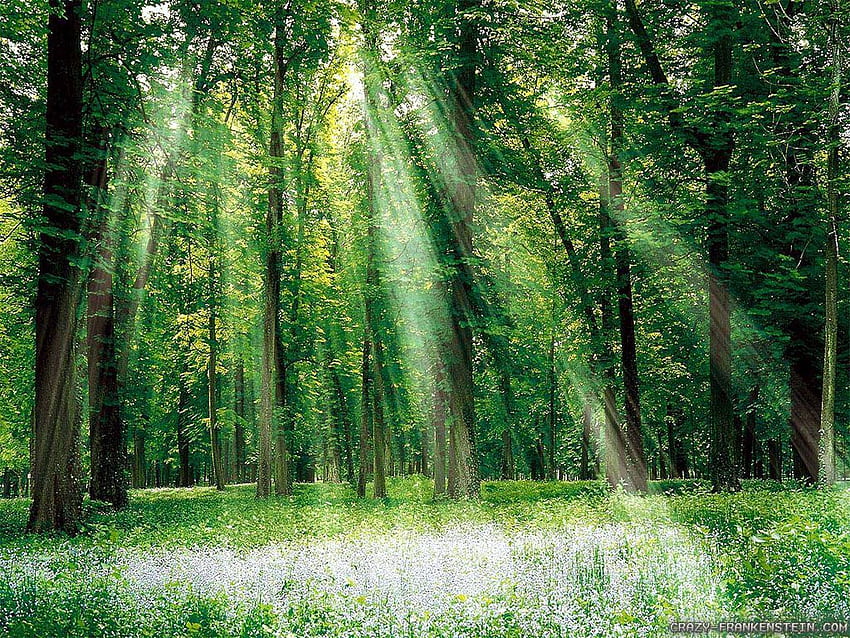Sun Rays Tree Forest - pixel . JOGJIS Share Nice Life and Cute With My friends, Happy Every Day! HD wallpaper